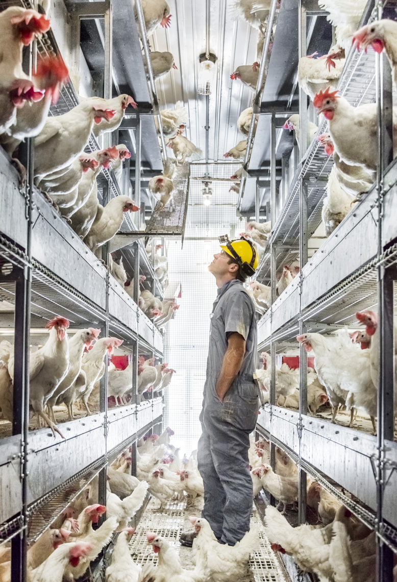 A worker checks on egg-laying chickens at a cage-free chicken ranch in Michigan.