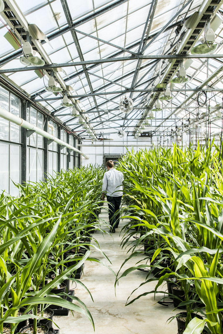 A lab technician checks on genetically modified corn at Monsanto