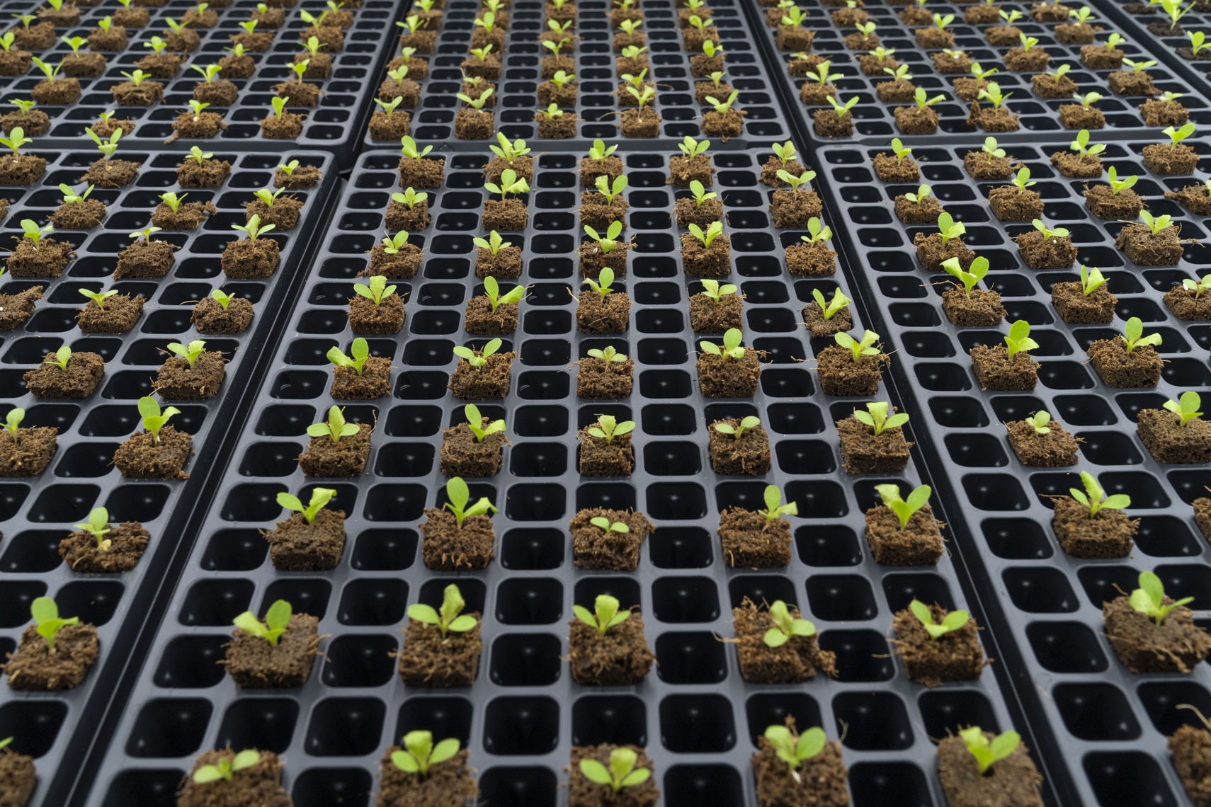 Rows of lettuce seedlings at Beanstalk Farms, an automated indoor farming operation in suburban Washington DC.