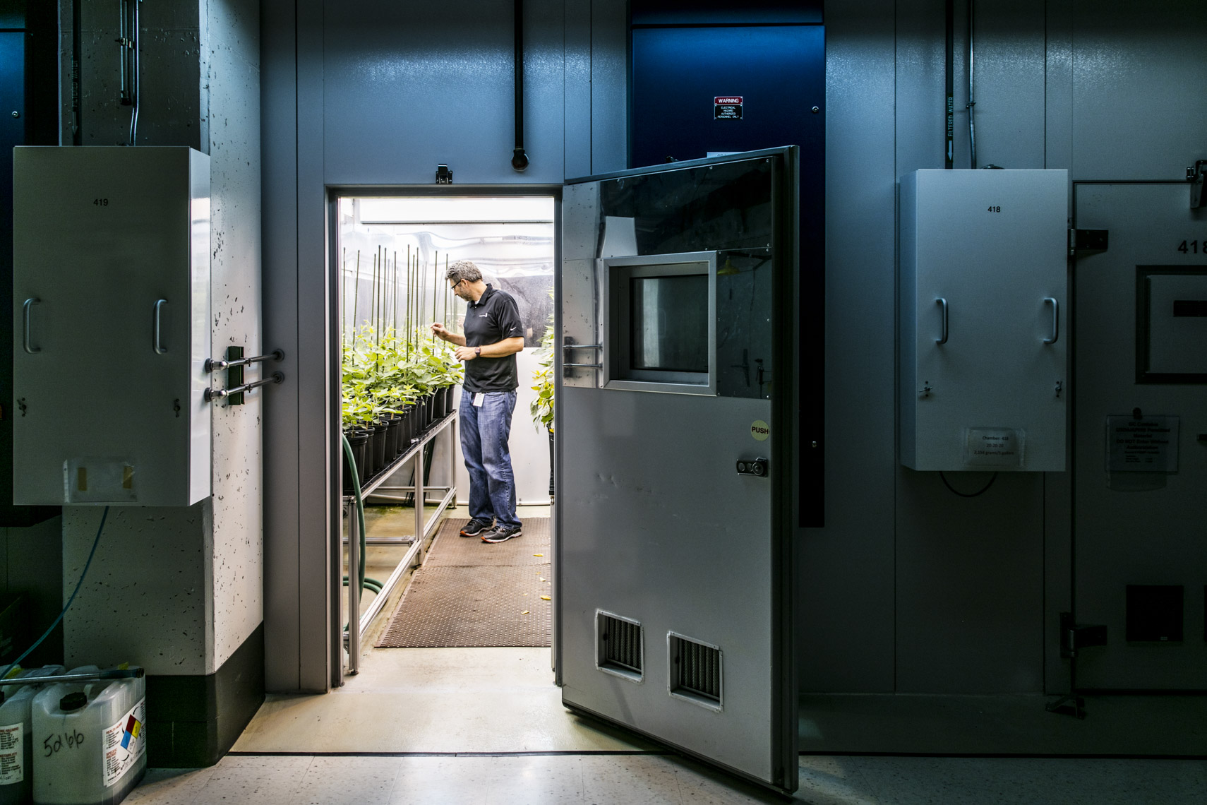 A lab technician checks on genetically modified plants at Monsanto
