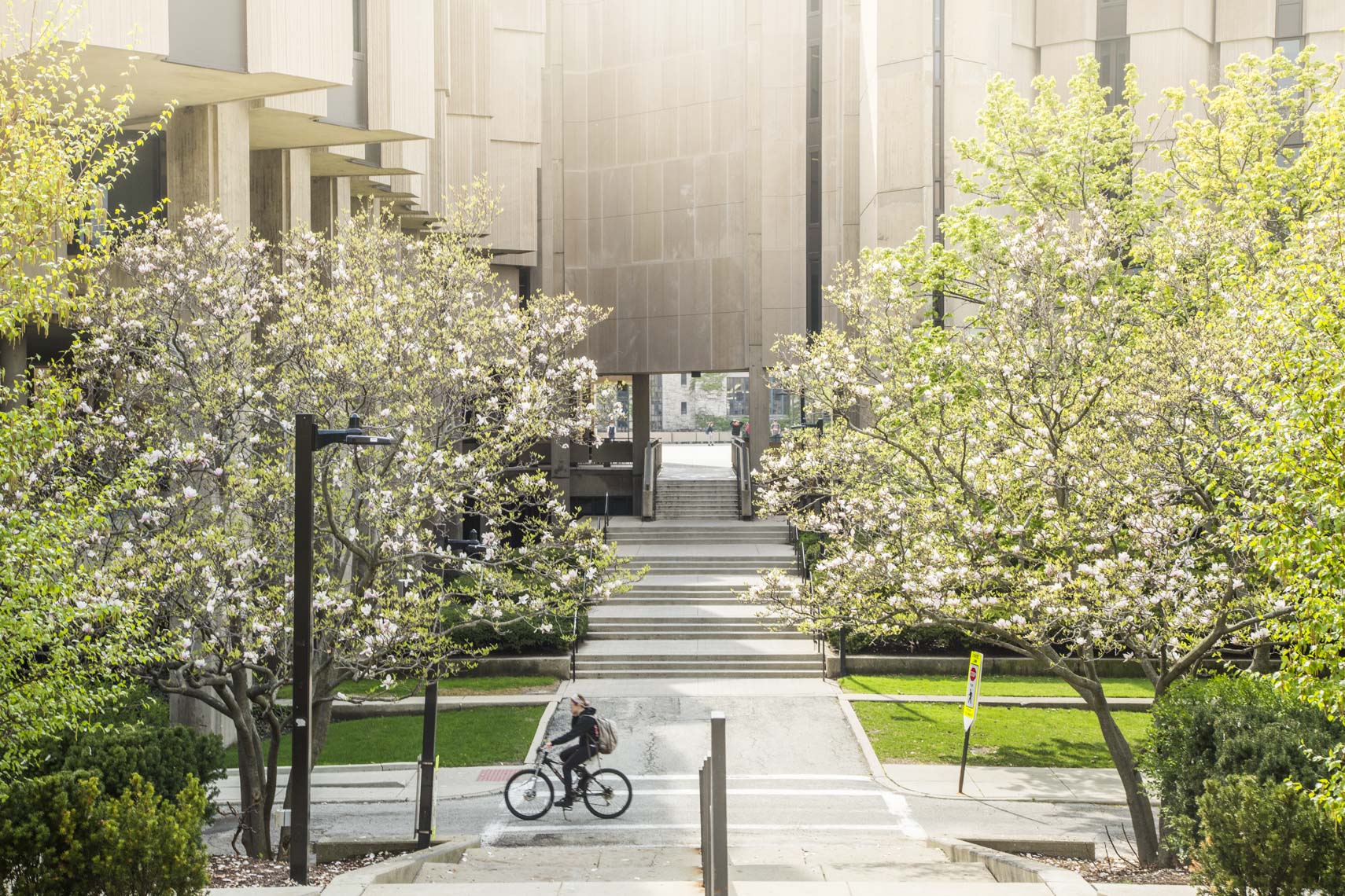 a campus beauty photo of a person riding a bike past blooming trees on a university in a photo by Ryan Donnell